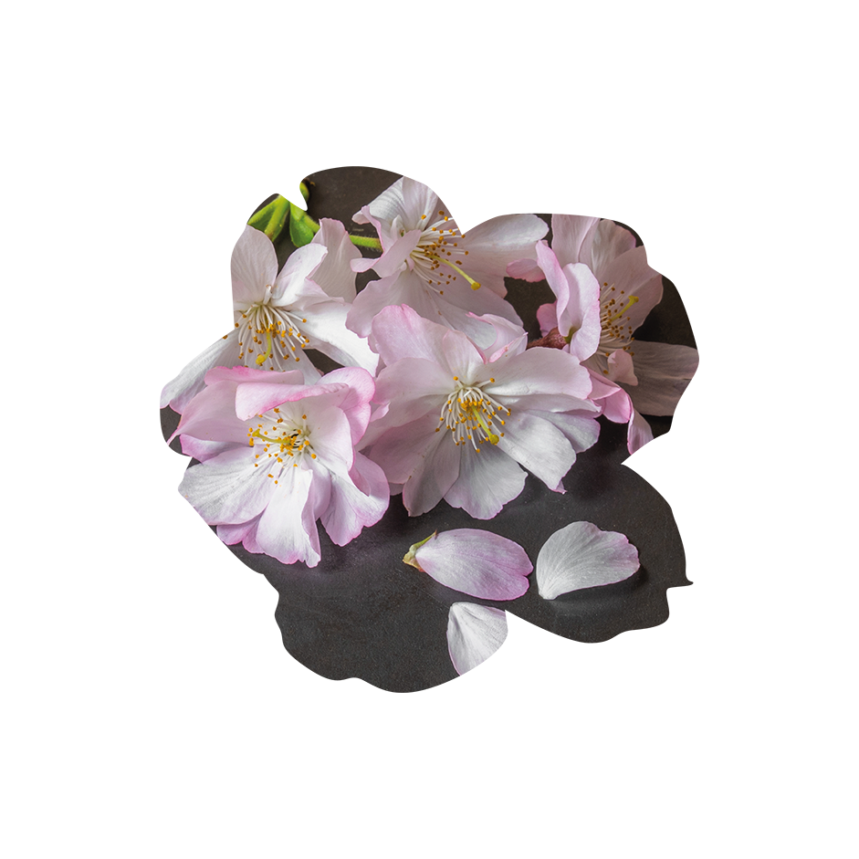 Sakura_photo