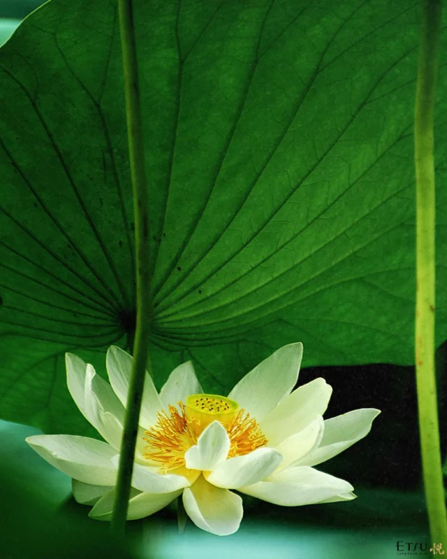 A symbol of balance and inner peace. Like the lotus floating on still water, ETSU Gin is crafted in the spirit of harmony, between nature, tradition, and refinement. Every sip invites you to slow down, breathe, and reconnect. This is the Japanese art of contemplation.

A journey of harmony, crafted in Japan.

#etsugin #etsujourney #spiritofjapan
Drink responsibly.
